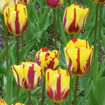 Helmar Triumph Tulip 8 Bulbs 12/+ Cm Bulbs Burgundy / Golden Yellow Fresh - $25.98