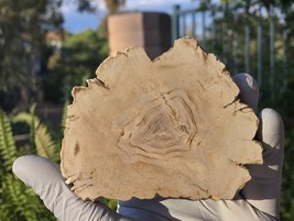 Petrified Wood Stone Decorative Crystal Slice (M20) - $399.46 MXN