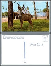 FLORIDA Postcard - Busch Gardens, African Veldt, The Kudu K39 - £2.32 GBP