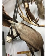 Gemsbok Oryx 1/2 Body Mount Taxidermy - $2,969.01