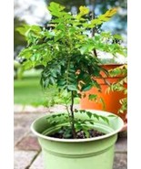 50 Ceylon Curry Leaf Plant Seeds Murraya Koenigii Fresh Seeds - $6.65