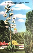 Vintage Postcard 68: Century Plant in Bloom, State Capitol Grounds Sacramento CA - £6.37 GBP