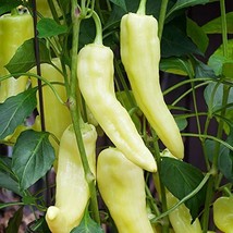 SML 30 Seeds Sweet Banana Pepper Seeds Heirloom Non-Gmo Seed Store 1017 ... - $10.00