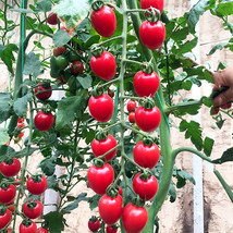 Fresh Blossom Cascade: (100 Seeds / Bag) Of &#39;Waterfall&#39; Tomato Seeds For Strong  - £16.82 GBP