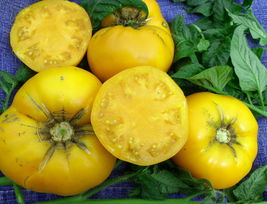 30 Pcs Yellow Brandywine Tomato Seeds #MNHG - £11.59 GBP