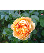 Julia Child rose plant - $31.68