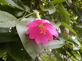 FROM US 20 Seeds Passiflora Mollissima Banana Passionfruit GV18 - £28.75 GBP