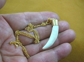 (G167-7) 1-3/4&quot; Alligator Tooth Teeth Gold plated brass capped pendant n... - $30.99