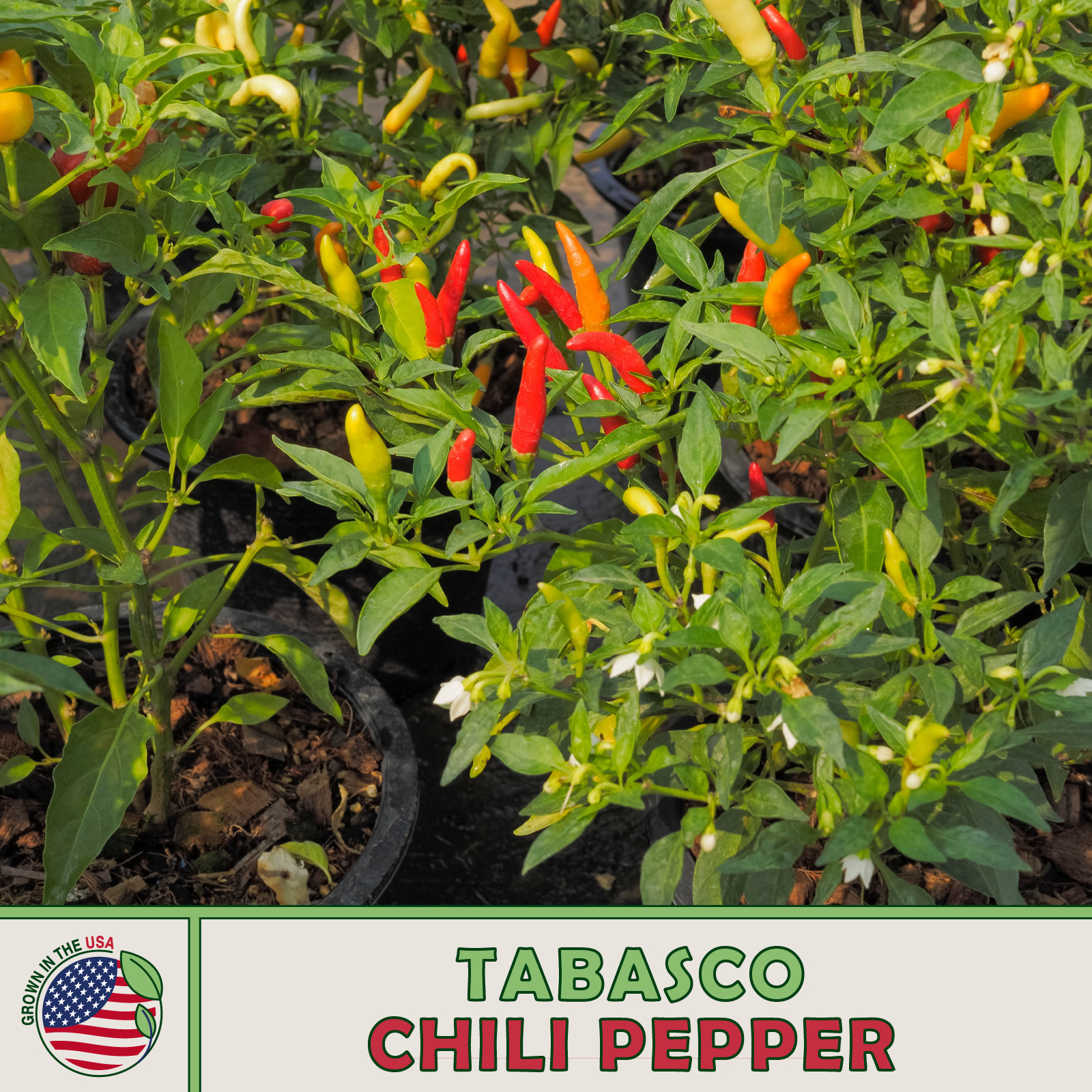 50 Tabasco Chili Pepper Seeds Fresh Seeds - $4.80
