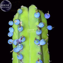 5 Seeds Myrtillocactus Geometrizans Bilberry Cactus Gardening USA Seller - $7.22