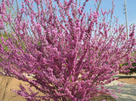 20 Chinese Redbud Seeds Cercis Chinensis - £8.46 GBP