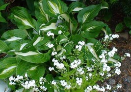 100 Seeds Victoria White Forget Me Not Myosotis Alpestris Shade Or Sun Flower  - £7.55 GBP