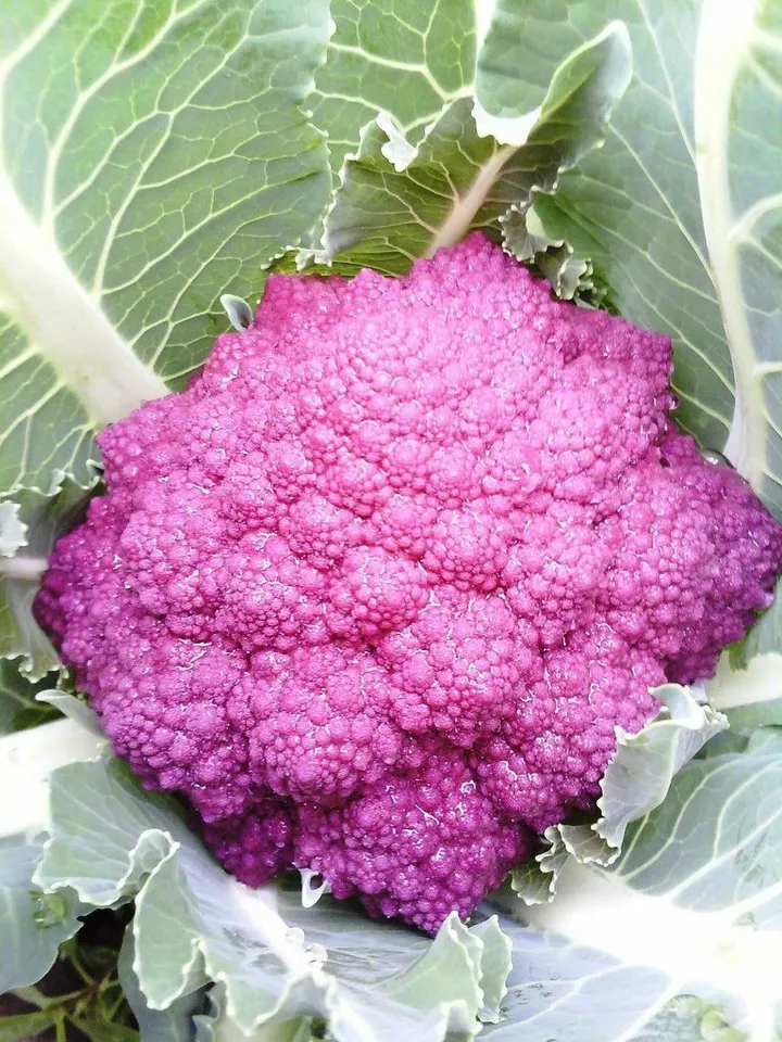 SYST Purple Broccoli Garden Fresh 25 Seeds  - £7.28 GBP