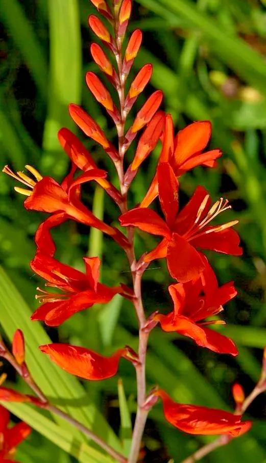 CROCOSMIA Montbretia RED LUCIFER 10 Live Flower Plant Bulbs Saffron Frag... - $33.00