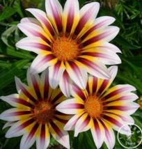 Gazania Bonsai Multicolor Mixed Plant Gazania Flower 100 Seeds #P92193 2 Garden  - $10.89