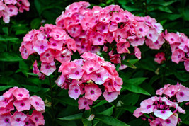 100 Brilliant Phlox Drummondii Two Tone Pink Flower   - £13.37 GBP