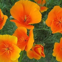 Poppy California Orange 500 - 5000 Seeds Wildflower wild drought tolerant native - £4.69 GBP