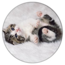 Cat Check Meowt : Gift Coaster Check Me Out Pet Animal Kitten White Cute Funny - £4.01 GBP