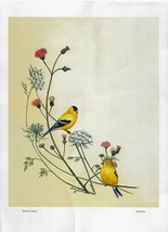 Gold Finch 12x17 Poster - £6.31 GBP