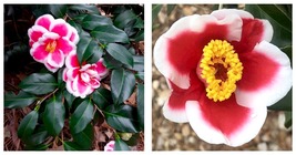 TAMA ELECTRA Blooms Camellia Japonica Live Starter Plant - £43.21 GBP