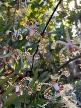 Scorpion Vanda Orchid cut 12-15 height aprox  Arachnis Rare &amp; Exotic orquidea - £21.01 GBP