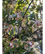 Scorpion Vanda Orchid cut 12-15 height aprox  Arachnis Rare &amp; Exotic orq... - £21.01 GBP