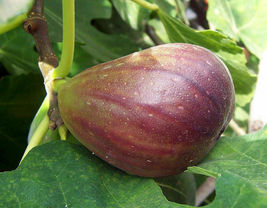 Live plant  - Fig - 'Black Mission' - Fruiting Fig Tree- Garden & Outdoor Living - $38.99