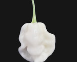 25 White Ghost ( Mixed Shape ) Pepper Seeds Fast Shipping - $8.99