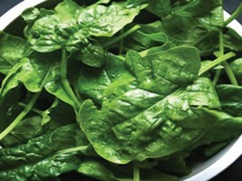 Spinach Seeds, Bloomsdale Spinach Seed,  Heirloom Seed, 100 Seed Pack - $3.90