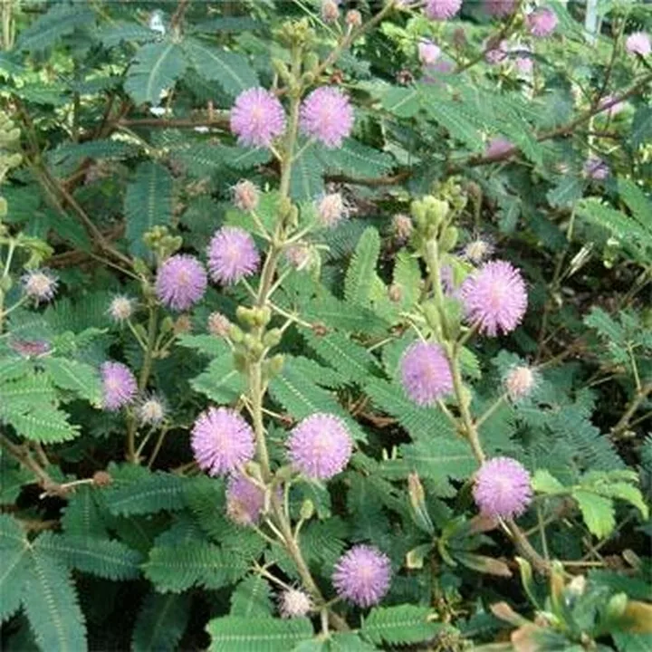 USA Seller 50 Seeds Mimosa Sensitive Plant - £7.52 GBP
