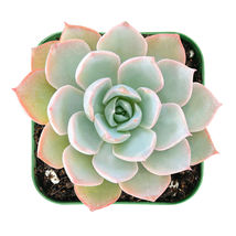 2” Plant Pot Live Fresh Echeveria Desmetiana De Smet Rosette Succulent Rooted - £16.02 GBP