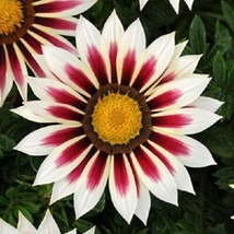 PowerOn 30+ Gazania Day Red Stripe Flower Seeds / Drought-Tolerant Reseeding Ann - $7.34