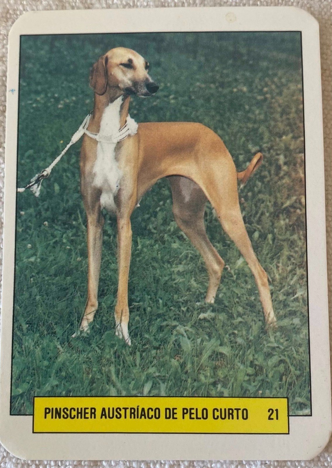 ⭕⭕VTG pocket calendar 1993 DOGS MANIL PINSCHER  N21 - $4.46