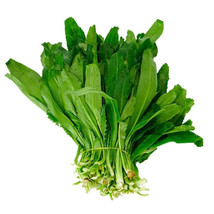 USA SELLER 200 Fresh Cilantro Coriander Culantro Ngò Gai Seeds Fresh New - £8.48 GBP