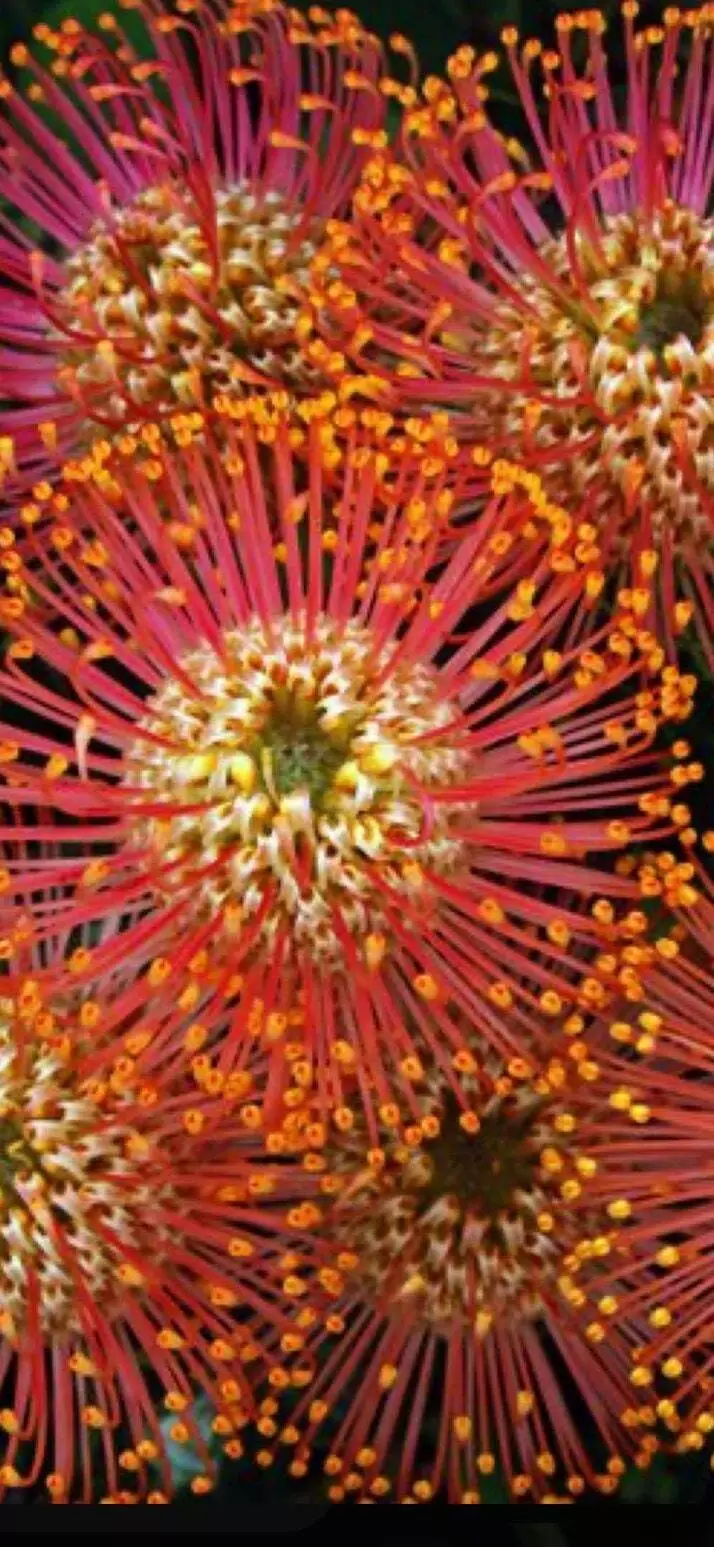 20 firework Asterios flower seeds for spring summer pink Yellow White co... - $10.04