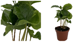 Coffee Bean Plant - 2.5&quot; Pot - Coffee Arabica - C2 - £34.16 GBP