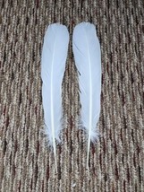 P34 Pair New Holland White Turkey Tail Feather - £10.89 GBP