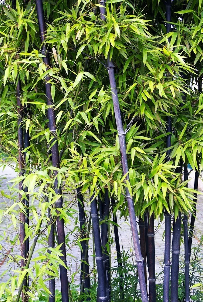 50 Black Bamboo Fresh seed Bamboo Bonsai Garden Home Decoration Cold Resistance - $6.44