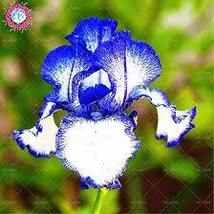 &#39;Hailona&#39; Iris Tectorum Flower Seeds, 20 Seeds, white blue flowers - £7.14 GBP