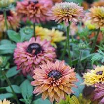 200+ Caramel Mix Rudbeckia Seeds | Perennial Coneflower Blend - $16.50