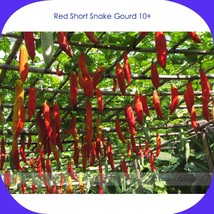 Red Short Snake Gourd Seeds, Professional Pack, 10 Seeds / Pack, Serpent... - $11.25