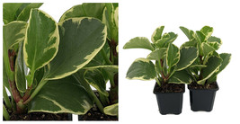 Golden Gate Rubber Plant - Peperomia - 2 Pack 2&quot; Pots - Easy - C2 - £40.71 GBP