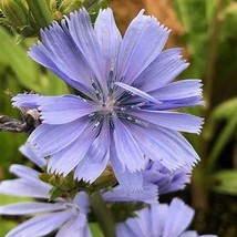 Bluest Blue Chicory 50+ Seeds, Beautiful Blue Cut Flower - £1.56 GBP