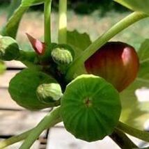 2pcs Ventura Strawberry Fig Cutting - $14.85