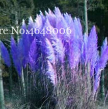 300  pcs Colorful Pampas Grass Cortaderia Bonsai, Very Beautiful Garden Flower P - £7.11 GBP