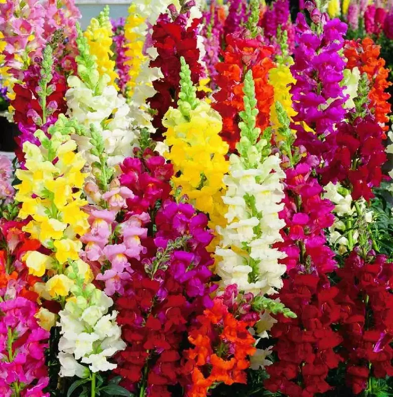 Snapdragon Tall Mix Seeds - Tall Flower  BRIGHT MIXED COLORS 1500+ Seeds - $6.50