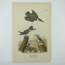 Bird Lithograph Print Belted Kingfisher after John James Audubon Antique 1890 - £16.03 GBP
