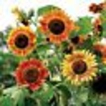 100 Seeds Sunflower Evening Colors Autumn Rust Red Birds Pollinators Usa Non-GMO - £9.55 GBP