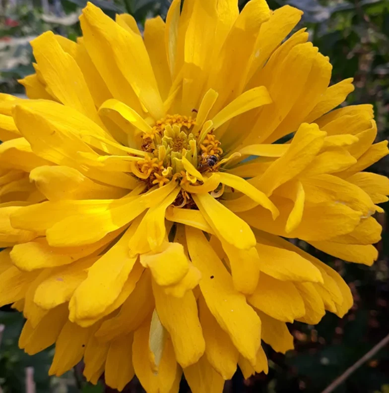 100 Seeds Zinnia Elegant Yellow Cactus GIant Blooms Flowers Seeds Non-GMO - $5.99