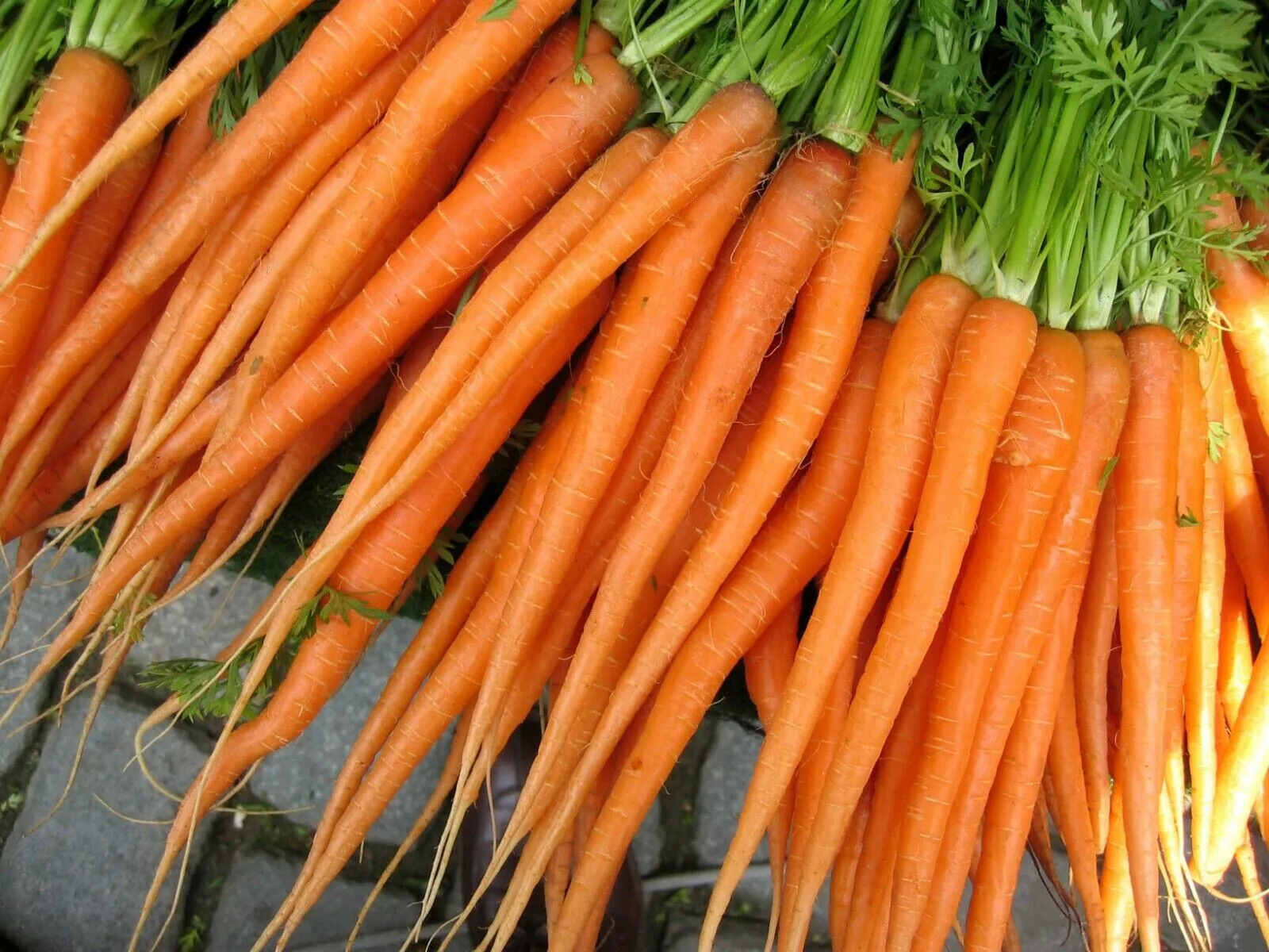 Tender Sweet Carrot Non Gmo 700 Seeds - $9.60